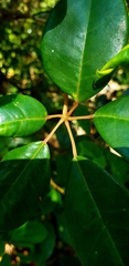 Cissus hypoglauca