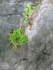 Selaginella tamariscina
