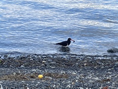 Haematopus leucopodus