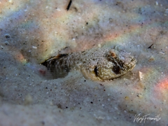 Favonigobius lateralis