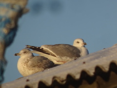 Larus argentatus