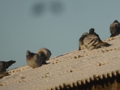 Columba livia domestica