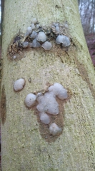 Naematelia encephala