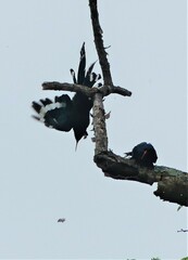 Phoeniculus purpureus