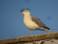 Larus argentatus
