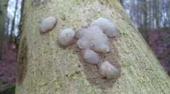 Naematelia encephala