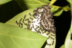 Dolichoderus thoracicus