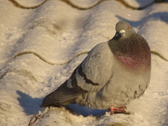Columba livia domestica