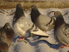 Columba livia domestica
