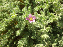 Fagonia mollis