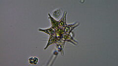 Monactinus simplex echinulatum