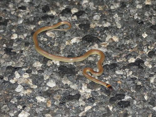 Furina ornata