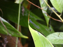 Argia pulla