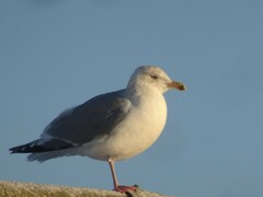 Larus argentatus
