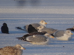 Larus argentatus