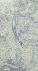 Acanthurus sohal