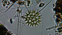 Pediastrum duplex