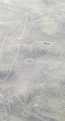Acanthurus sohal