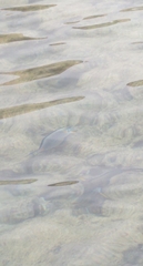 Acanthurus sohal