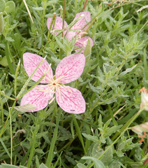 Oenothera canescens