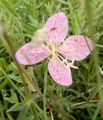 Oenothera canescens