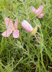 Oenothera canescens