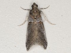 Acrobasis comptella