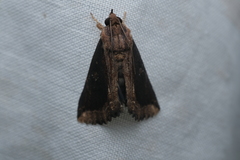 Ercheia cyllaria