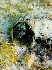 Parablennius postoculomaculatus