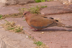 Streptopelia senegalensis