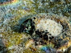Parablennius postoculomaculatus