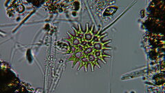Pediastrum duplex
