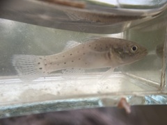 Stigmatogobius sadanundio