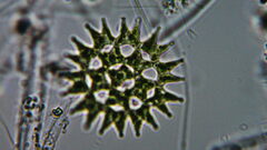 Pediastrum duplex