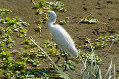 Bubulcus ibis coromandus