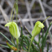 Pterostylis puberula - Photo (c) Bill Campbell, algunos derechos reservados (CC BY-NC), uploaded by Bill Campbell