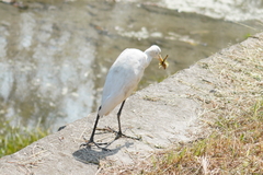 Bubulcus ibis coromandus