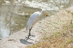 Bubulcus ibis coromandus