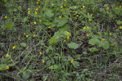 Ranunculus cassubicus