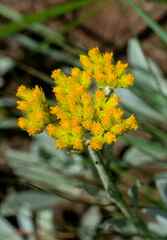 Helichrysum acutatum