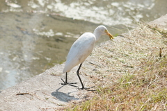 Bubulcus ibis coromandus