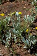 Helichrysum acutatum