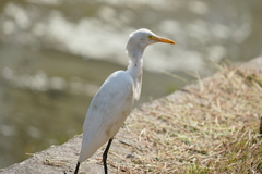 Bubulcus ibis coromandus
