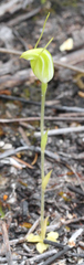 Pterostylis puberula