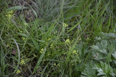 Draba nemorosa