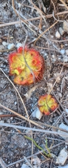 Drosera xerophila