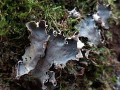 Peltigera horizontalis