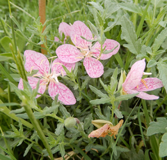 Oenothera canescens