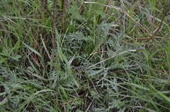 Artemisia campestris