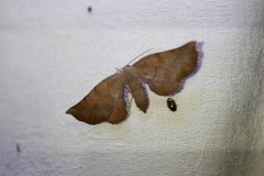 Parepisparis multicolora